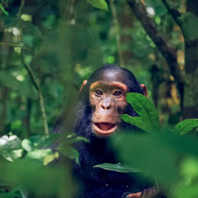 7-Days Kibale, Queen Elizabeth & Bwindi Safari Holiday